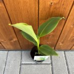 Banánovník japonský (Musa Basjoo) - výška 20-30 cm, kont. P11